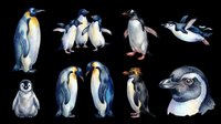 Penguin species collection isolated on transparent background, ready for clipart, t-shirt design, stickers, print-on-demand products and sublimation projects. Multiple penguin illustrations including emperor, chick and diving poses.