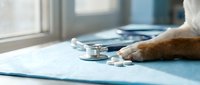 Dog paw resting near white pills and stethoscope on blue medical mat at veterinary clinic, pet healthcare concept.