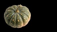 Green pumpkin with mottled skin isolated on transparent background, ready for fall clipart, stickers, t-shirt design, sublimation, and print on demand use.