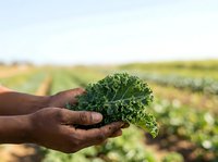 Farmer holding fresh curly kale leaf in hand over agricultural field during harvest season. Organic vegetable farming and sustainable agriculture concept for food production and healthy eating.