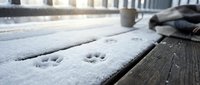 Close-up of fresh snow covering wooden deck boards with paw prints, urban building background, winter season outdoor scene.