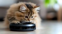 Curious long-haired tabby cat investigating robotic vacuum cleaner on wooden floor, showing natural feline behavior and interaction with modern technology.