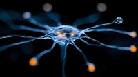 Neuron cell with glowing synapses transmitting electrical signals across neural pathways, representing brain activity, neuroscience research, and biological communication networks.