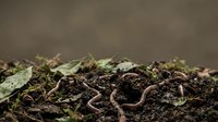 Earthworm crawling through rich soil with moss and organic matter, suitable for gardening, agriculture, composting, and educational content.