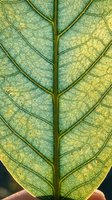 Macro close-up of a green leaf showing detailed vein structure and cellular texture with natural light filtering through translucent tissue for botanical and nature backgrounds.