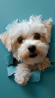 Playful Maltese dog peeks through torn turquoise paper background, showing curious expression with bright eyes and fluffy white fur, creating engaging breakthrough effect.