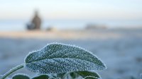 Frost-covered sage leaf with water droplets in morning light against blurred ocean background creating natural winter coastal scene for wellness and nature themes.