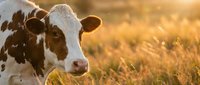 Close-up portrait of a brown and white cow in a golden sunlit meadow, warm bokeh background, farm animal photography for rural and agricultural use.