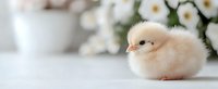 Adorable fluffy baby chick with soft beige feathers resting on white surface against blurred spring flowers background, gentle natural lighting creates tender mood.