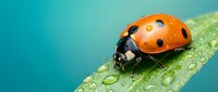 Orange ladybug with black spots on green leaf with water droplets against turquoise background. Macro nature photography showcasing insect detail and morning dew.