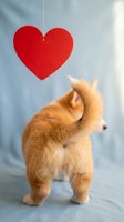 Adorable fluffy orange kitten sitting with red heart decoration on soft blue background for Valentine's Day greeting cards and romantic designs.