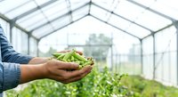 Farmer holding fresh green peas in hands inside modern greenhouse with vegetable plants growing in background, sustainable agriculture and organic farming concept.