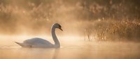 Elegant white swan gliding peacefully on misty golden lake water during magical sunrise with warm atmospheric lighting and dreamy bokeh background.
