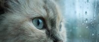 Close-up of white cat with striking blue eyes gazing through rain-covered window, perfect for pet, nature, and emotion-themed designs.