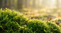 Green moss growing on forest floor with warm sunlight filtering through trees creating natural bokeh background for environmental and nature projects.