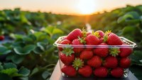 Fresh ripe strawberries in basket at organic farm during golden hour sunset for healthy eating and agricultural harvest concepts.