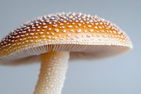 Macro shot of orange amanita mushroom cap with white spots on gray background. Close up view shows detailed texture and pattern of toxic fungus species.