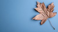 Dried autumn maple leaf with natural brown texture on blue background for seasonal design projects and fall decorations.