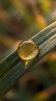 Golden water droplet with geometric pattern resting on green grass blade in soft morning light with warm bokeh background for nature and macro photography.