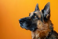 Side profile portrait of alert German Shepherd dog with pointed ears and distinctive black and tan coat against vibrant orange background, looking upward with focused expression.