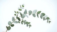 Eucalyptus branch with green leaves isolated on white background, suitable for botanical designs, wedding invitations, and decorative projects.
