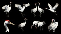 Red-crowned cranes set isolated on transparent background, ready for t-shirt design, stickers, clipart, sublimation, and print on demand projects.