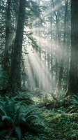 Misty forest with towering evergreen trees and sunlight filtering through dense canopy, creating atmospheric rays over fern-covered ground. Use for nature, wellness, and environmental projects.