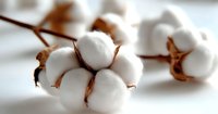 Soft cotton bolls with brown dried petals on white background, macro photography showing natural textile fiber detail and organic material texture.