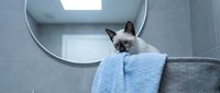 Siamese kitten with blue eyes perched on bathroom sink edge next to folded towels, modern mirror and gray tile wall background, domestic pet grooming and hygiene concept.
