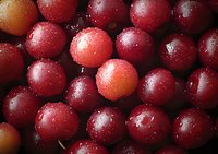 Fresh ripe red plums with water drops, macro shot showing natural texture and glossy surface of organic fruits in dark moody lighting.