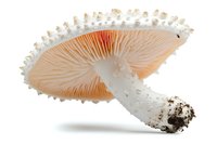Fresh white mushroom with pink gills and soil particles on stem isolated on white background, macro photography showing detailed texture and structure.