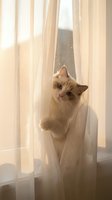 Cream-colored cat peeking through sheer white curtains by window, looking upward with curious expression. Soft natural light creates warm, peaceful atmosphere. Use for pet, home, lifestyle, and animal content.