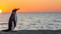Penguin silhouette standing on rocky shore during golden sunset over ocean waves. Wildlife photography capturing serene coastal moment with warm lighting.