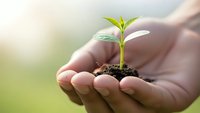 Young green plant seedling growing in cupped hands with soil, symbolizing growth, care, and environmental protection in natural outdoor setting.