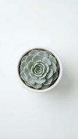 Green succulent plant in white ceramic pot viewed from above on neutral background for home decor and gardening projects.