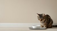 Striped tabby cat sitting near white ceramic food bowl against neutral beige wall background, domestic pet feeding time scene with minimalist composition.