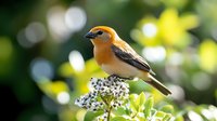 Orange-headed songbird perched on flowering plant against blurred green background, showcasing vibrant plumage and natural habitat for wildlife photography.
