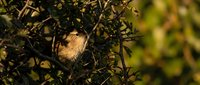 Small brown wren perched among dense green shrub branches in warm golden light, blending naturally into wild habitat.