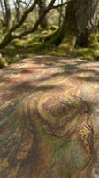 Close-up weathered wood grain texture with moss-covered trees in blurred forest background. Natural organic patterns and earthy tones for rustic design projects.