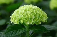 Fresh lime green hydrangea flower in bloom with lush green leaves against blurred garden background.