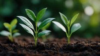 Young green seedlings growing from rich dark soil with natural sunlight and bokeh background representing new life, growth, agriculture and environmental sustainability.