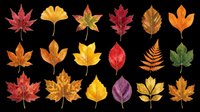 Autumn leaves collection in various shapes and colors isolated on transparent background, ready for t-shirt design, clipart, stickers, print-on-demand products and sublimation projects.