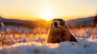 Curious groundhog emerging from snow at golden sunset, backlit by warm sunlight creating magical winter atmosphere in natural wildlife habitat. Marmot observing surroundings.
