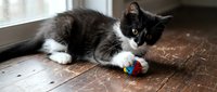 Black and white kitten playing with colorful toy ball on wooden floor indoors. Young domestic cat enjoying playtime at home.