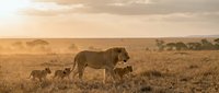 African lioness walking with cubs across golden savanna grassland during warm sunset light creating peaceful wildlife family moment in natural habitat.