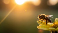 Honeybee collecting nectar from yellow flower at golden hour sunset with warm sunlight and lens flare creating natural bokeh background for pollination concepts.