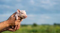 Farmer holding young pink piglet in hands against blue sky and green field background, agricultural livestock care and farming concept.