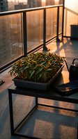 Urban rooftop garden with potted flowering plant on black table during golden hour sunset, overlooking city skyline with glass railing for balcony gardening and outdoor living spaces.