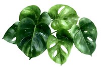 Watercolor monstera leaves with natural light effects and water drops on white background, isolated botanical illustration for tropical design projects.