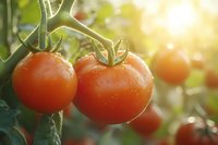Fresh ripe tomatoes growing on vine with water drops in morning sunlight. Natural organic vegetables in garden with bokeh background and lens flare effect.